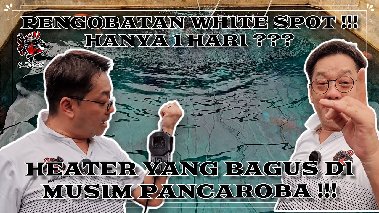 PENGOBATAN WHITE SPOT !!! HANYA 1 HARI ??? HEATER YANG BAGUS DI MUSIM PANCAROBA !!!