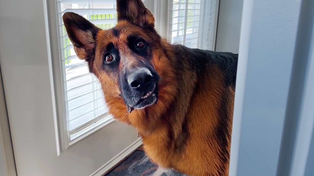This is why Everyone needs a German Shepherd in their life 🐶