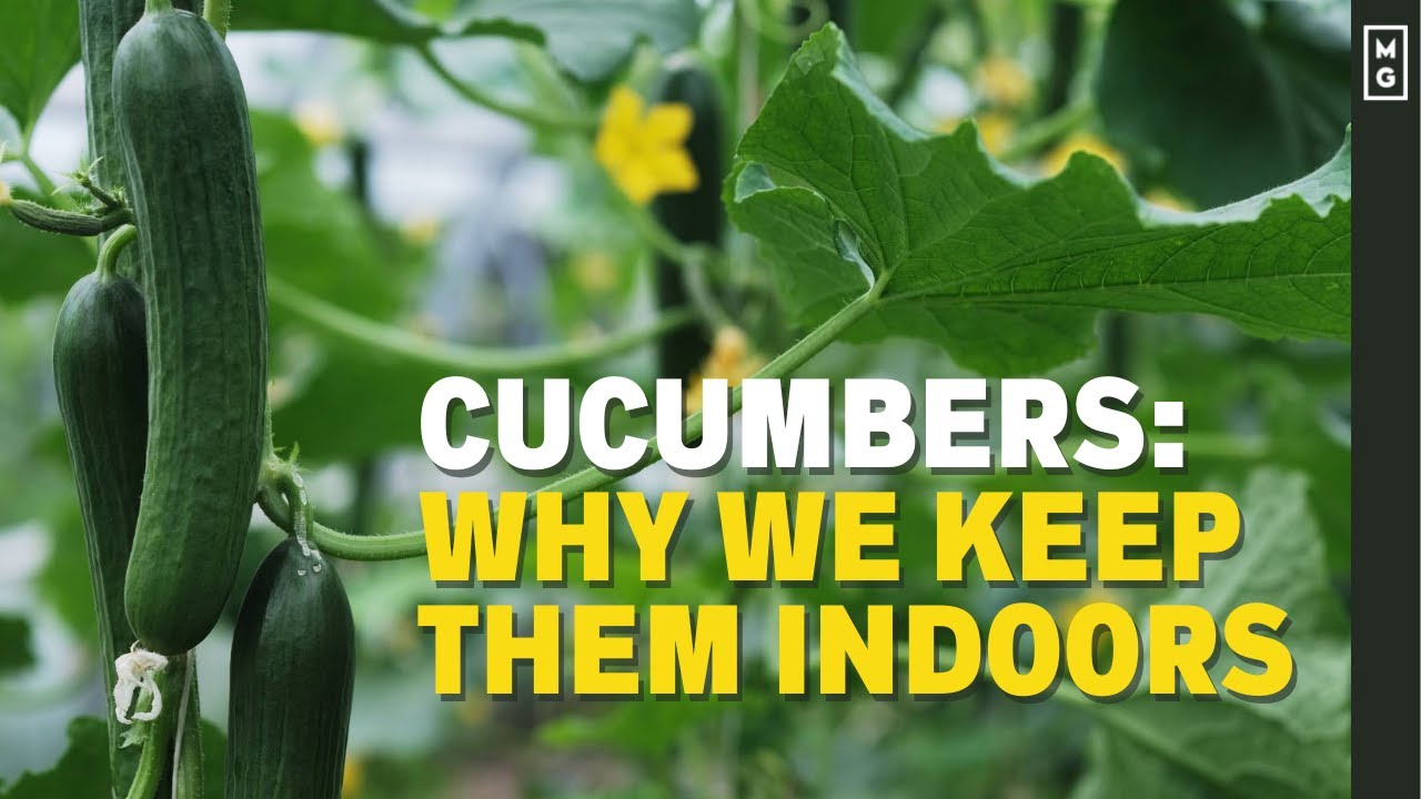 Why You SHOULD Be Growing Cucumbers In A Greenhouse!