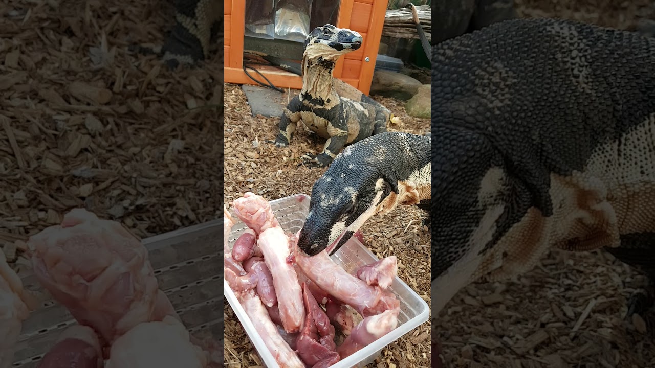 feeding video goannas and skinks