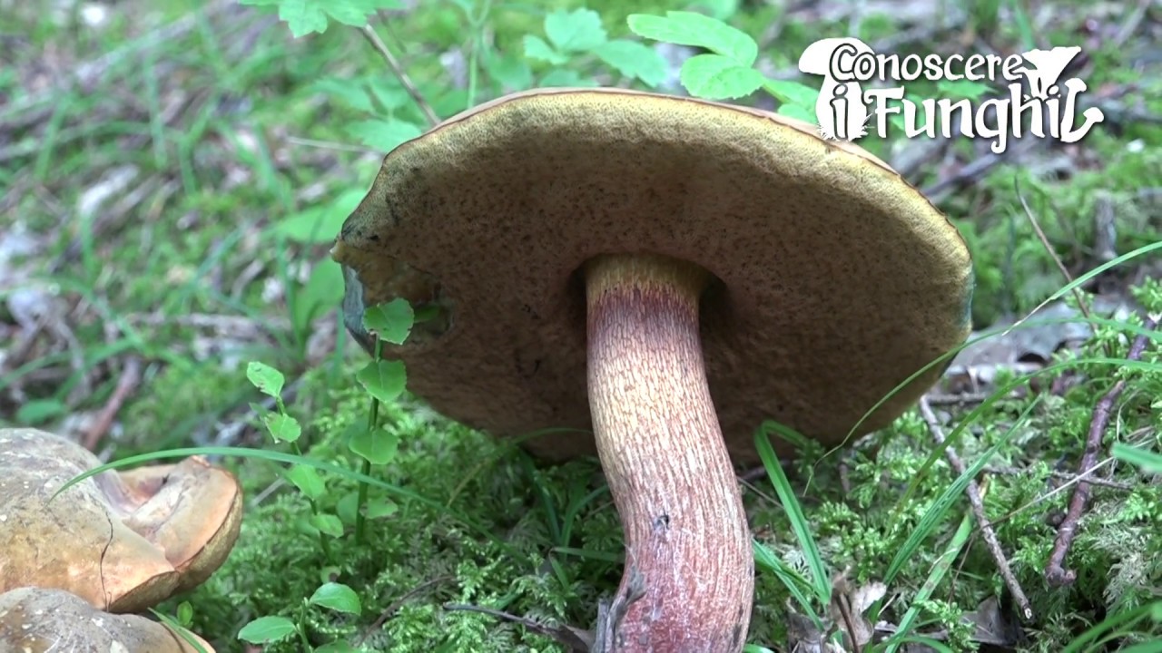 Conoscere i Funghi 5 BOLETUS LURIDUS 2019/09/06