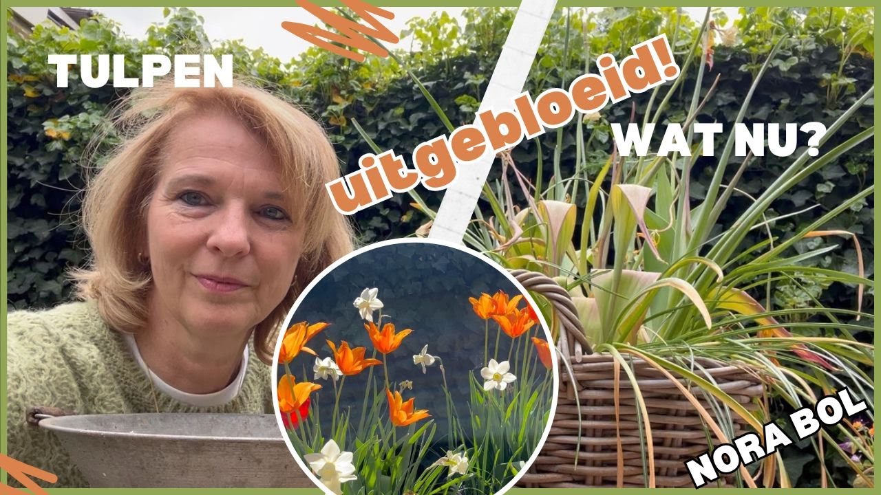 🌷 TULPEN uitgebloeid? WAT NU? 🌷