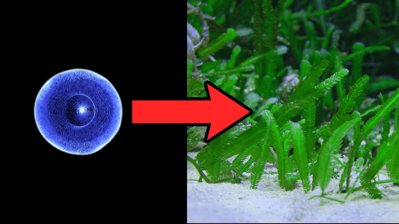 The largest Single Celled Organism in the World