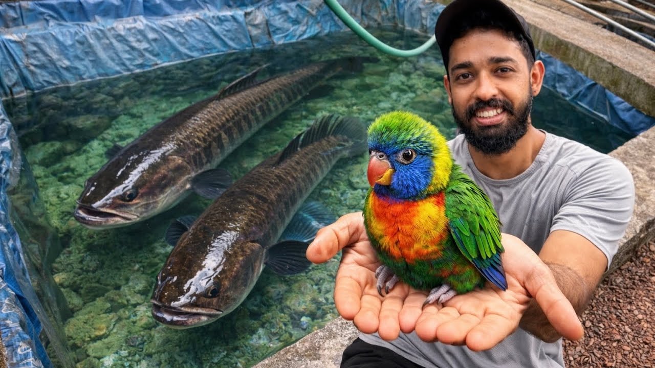 🔥കിളികൂട്ടിലെ കുഞ്ഞും.. ഡാമിലെ വരാലും.. | Backyard Aviary and Fishing Latest Update 
