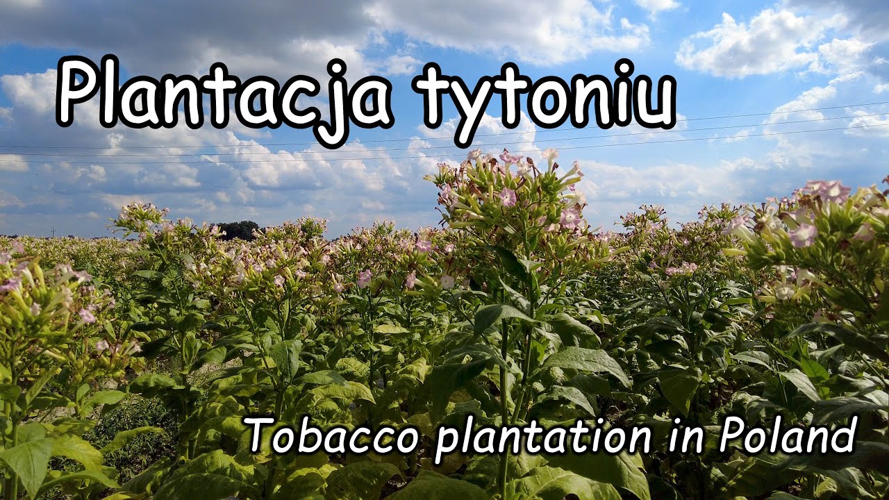 Plantacja tytoniu | Uprawa tytoniu - powiat Biłgoraj gmina Obsza | Tobacco plantation in Poland