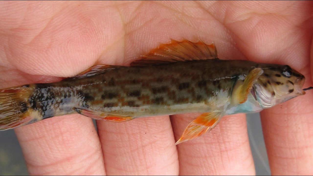 Micro fishing for Colorful Darters in the Appalachian Mountains | Micro Fishing