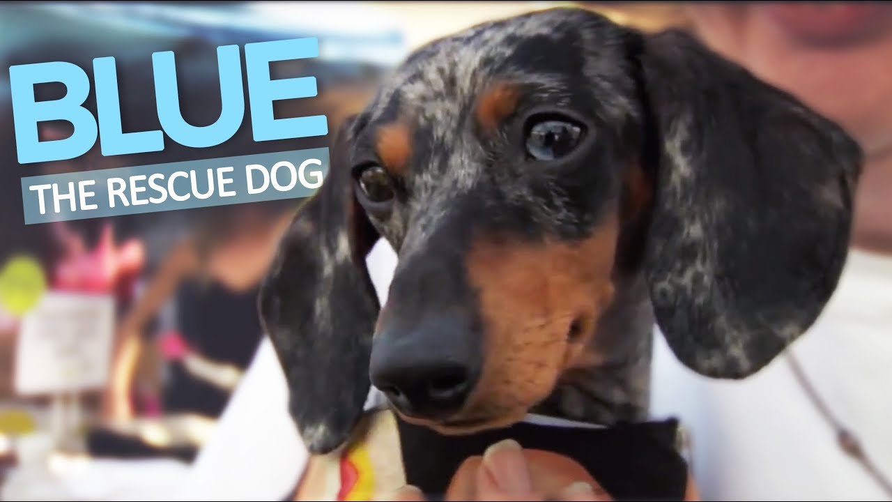 Heartbreaking Story of Blue the Rescue Dog - ADOPT!