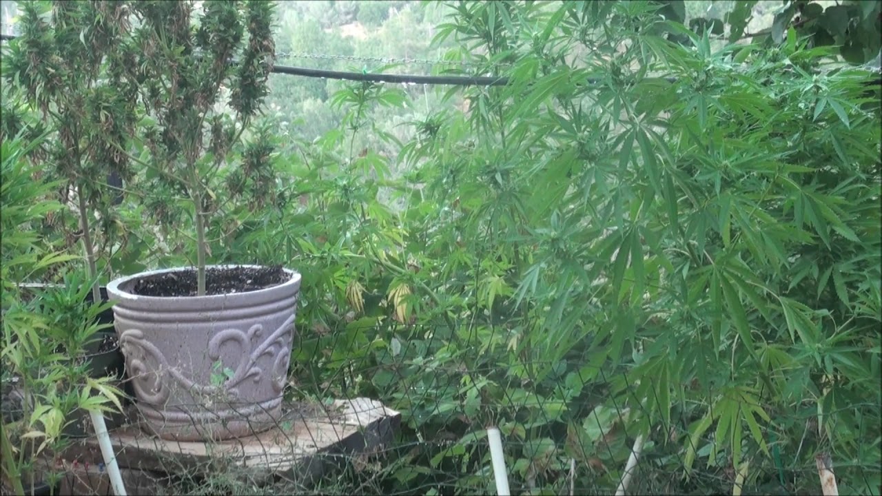Double Rainbow X CBD Front Yard Weed 9 19
