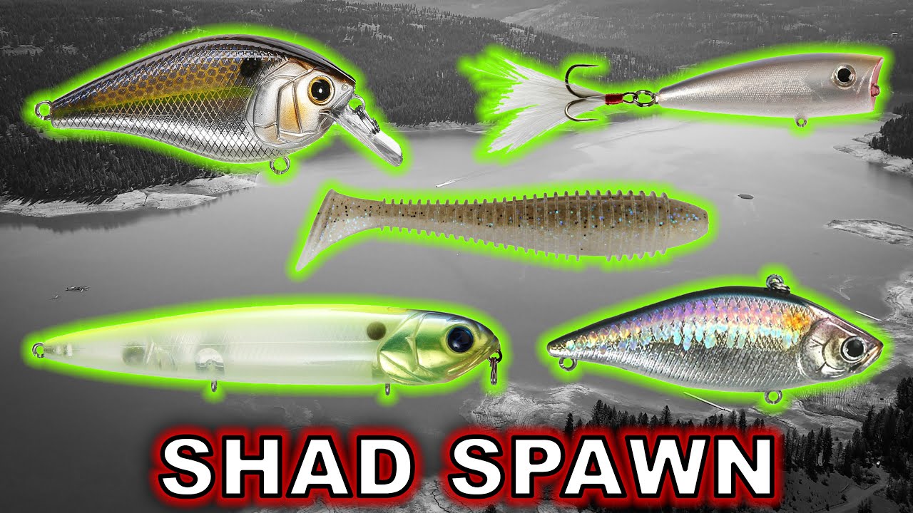 Top 5 Baits For Post Spawn Bass During The Shad Spawn