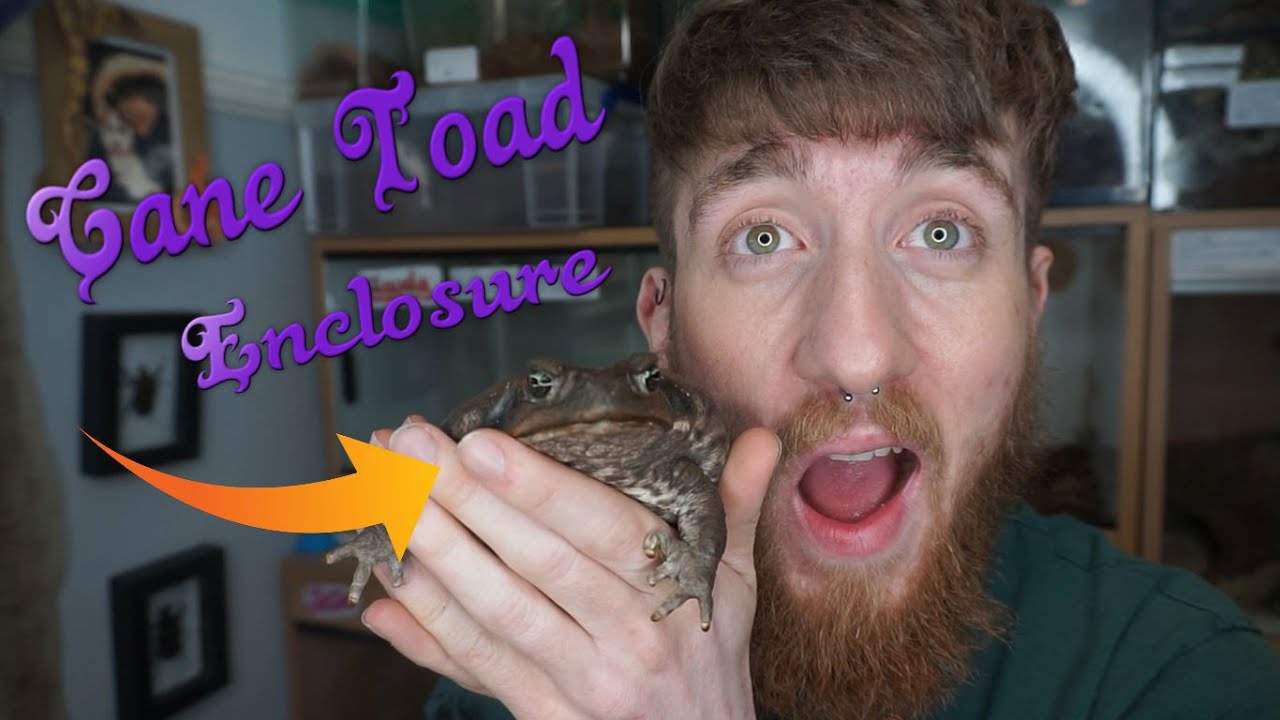 Cane Toad Enclosure!