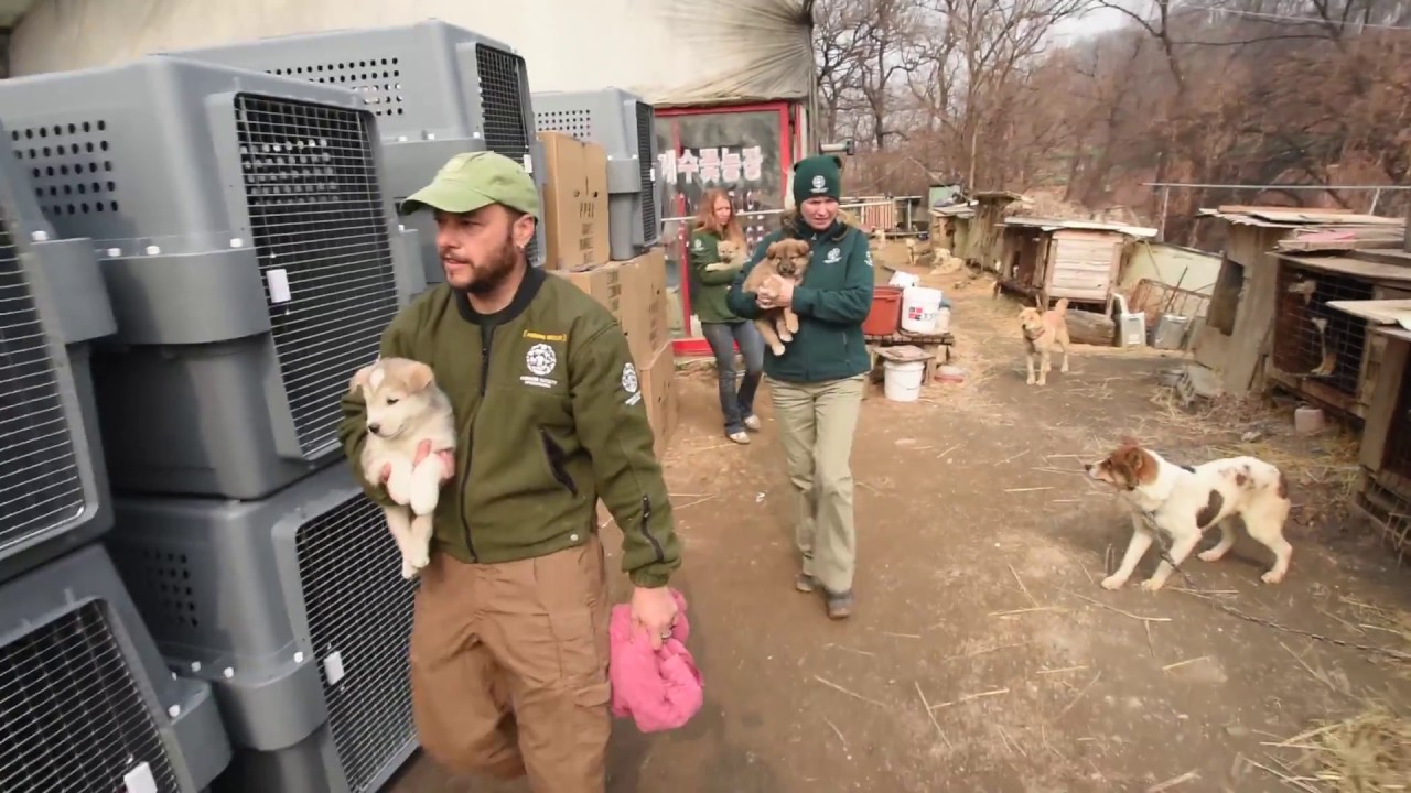 South Korea Farm Rescue