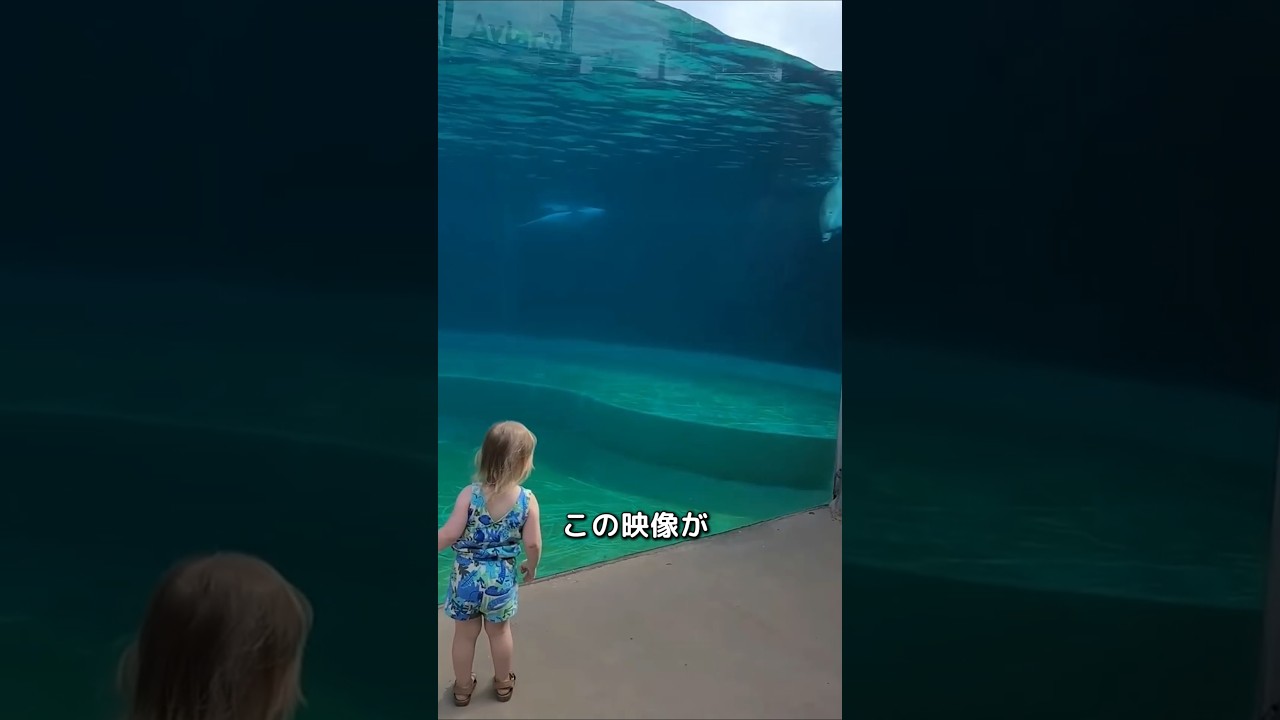 🎖️【580万】もう見られないかも&hellip;     . . . . . . . . . . . . .     #ショート動画  #水族館  #animals   #dolphin # #cute