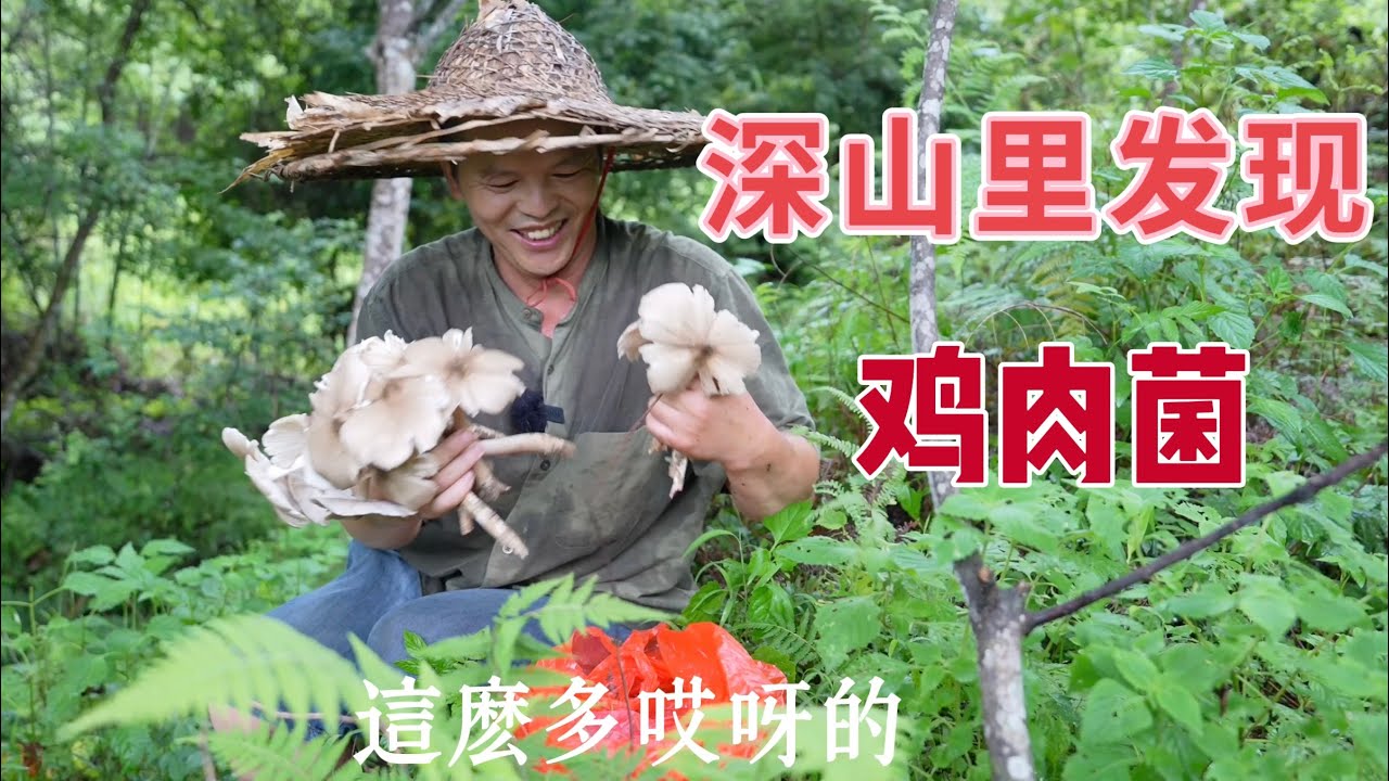 農村生活，自來水又斷流了。去深山裡引水，發現一堆雞肉菌，太幸運了