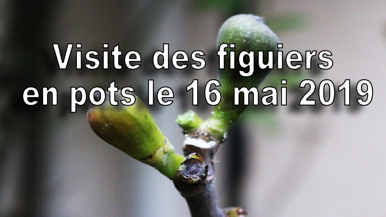Figuier, Visite des figuiers en pots le 16 mai 2019