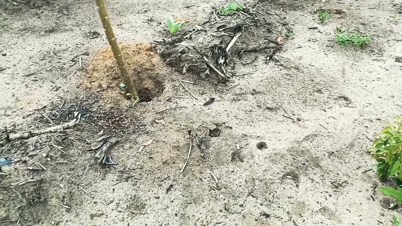 COMO PLANTAR GLIRICÍDIA ( ESTACA VIVA)