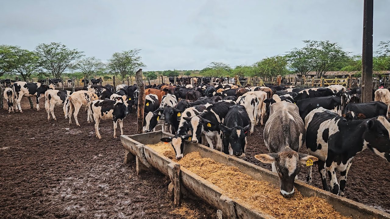MAIS DE 70 BEZERRAS COM GENÉTICA LEITEIRA, FAZENDA ZÉ DE DANDA!