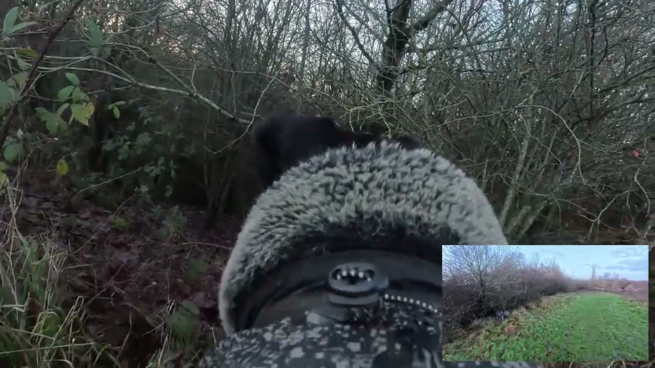 Walkies with Merlin - 19/12/25 - Morning Dog Walk - dual camera
