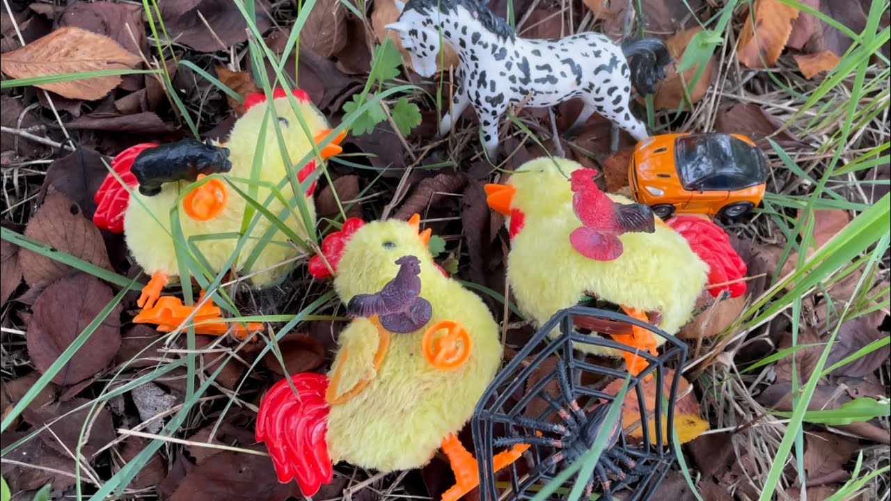 Chickens on the grass/farm animals collection/toys collection/chickens/bear/car/horse/spider/#animal