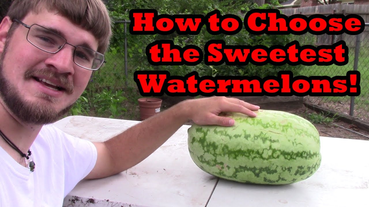 How to Choose the Sweetest Watermelons!