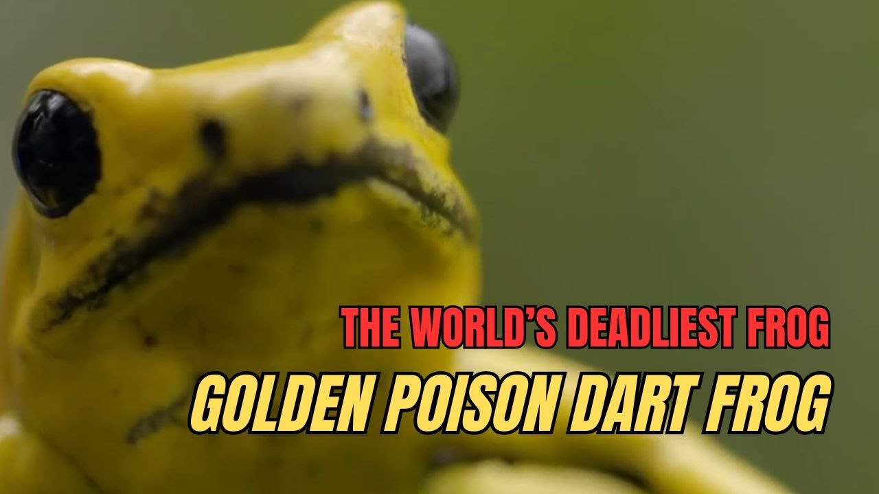 This Tiny Golden Frog Can Kill 10 Men Instantly