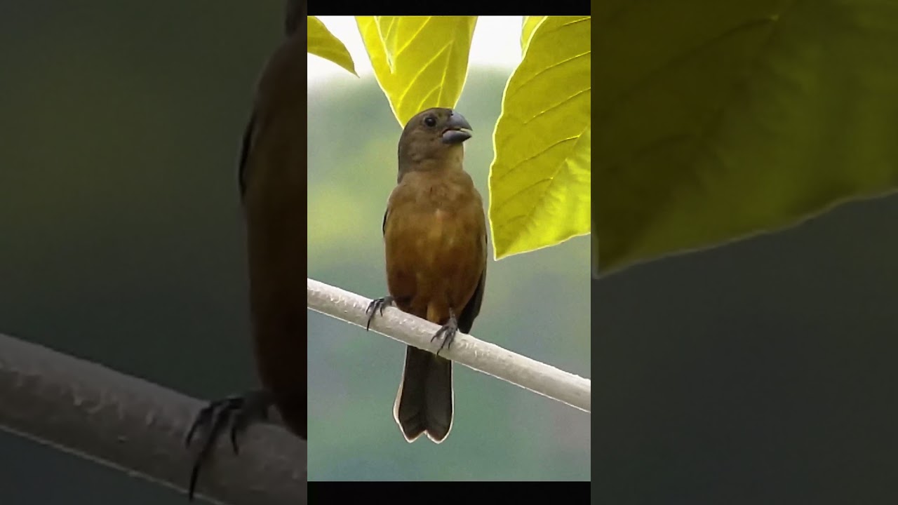 Curi&oacute; Canto Praia Cl&aacute;ssico