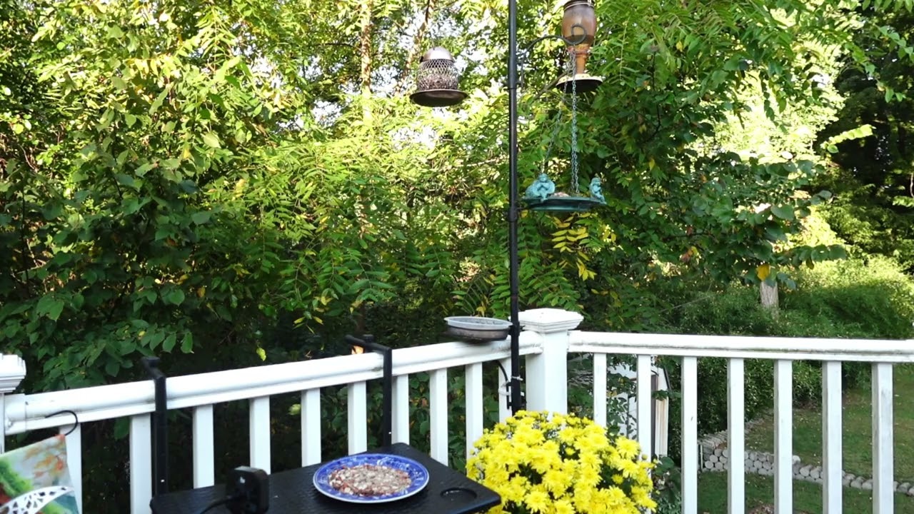 1 Hour Bird Feeder Relaxation | Calming Backyard Nature & Wildlife Sounds