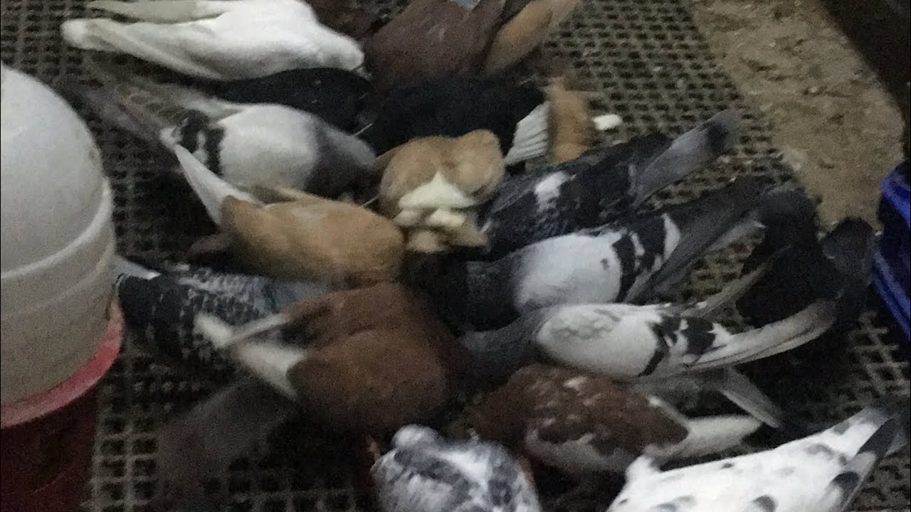 📌SELAM DOSTLARIM YEDEKÇİ KÜMESİN SON DURUMU 📌✅❤️🕊️🤝🇹🇷#güvercin #pigeonhouse #pigeonlaver #pigeon 