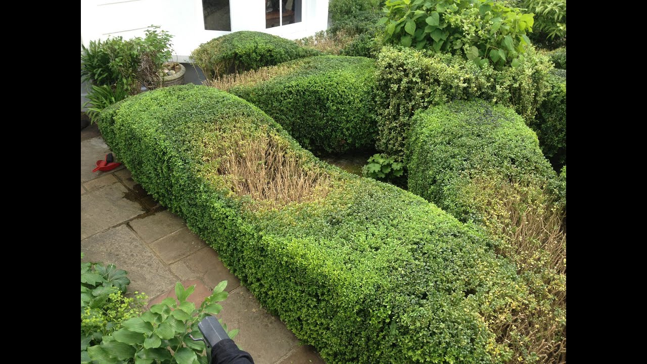 topiary top tips