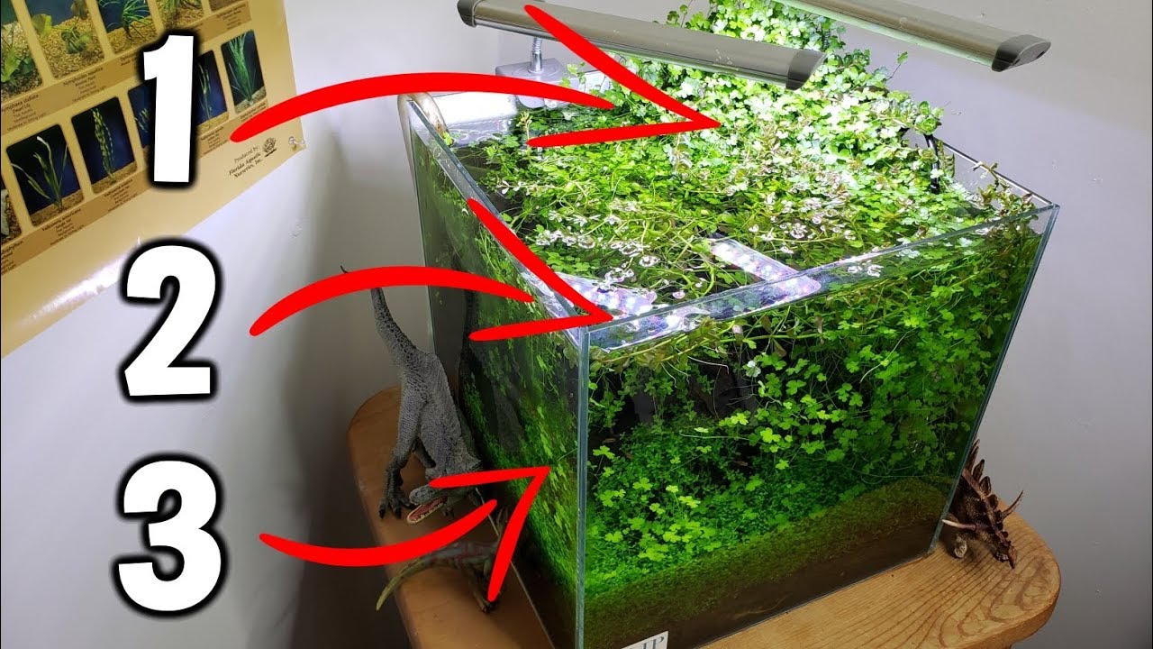 3 EASY Beginner Aquarium Plants For Your Planted Tank