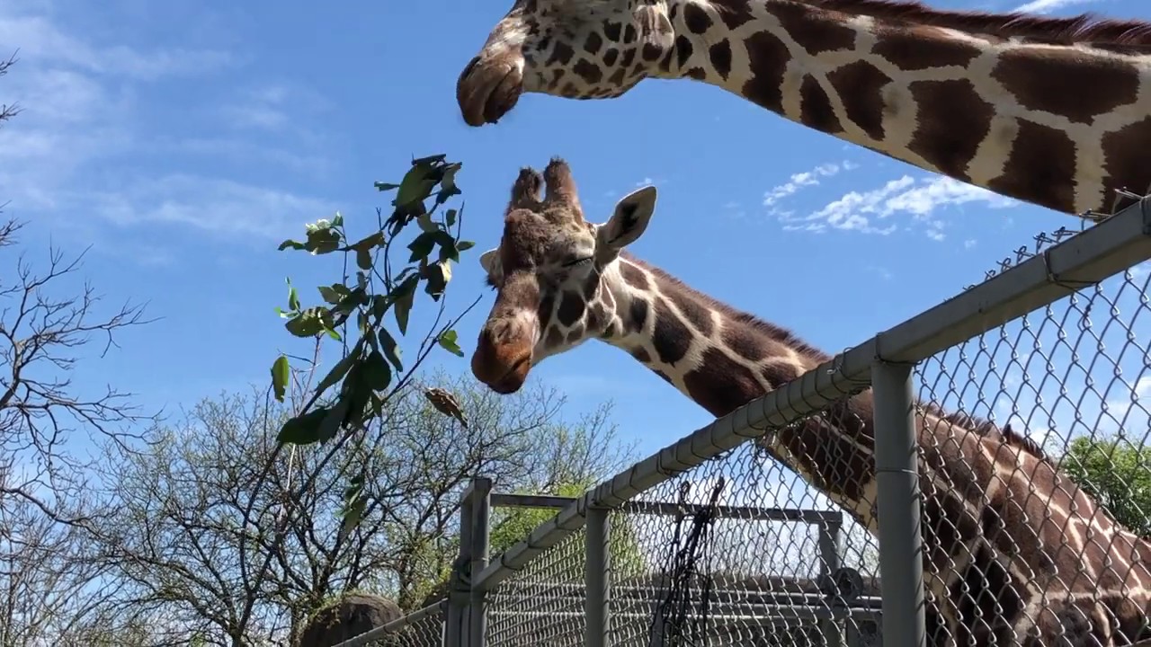 Feeding the Giraffe Herd
