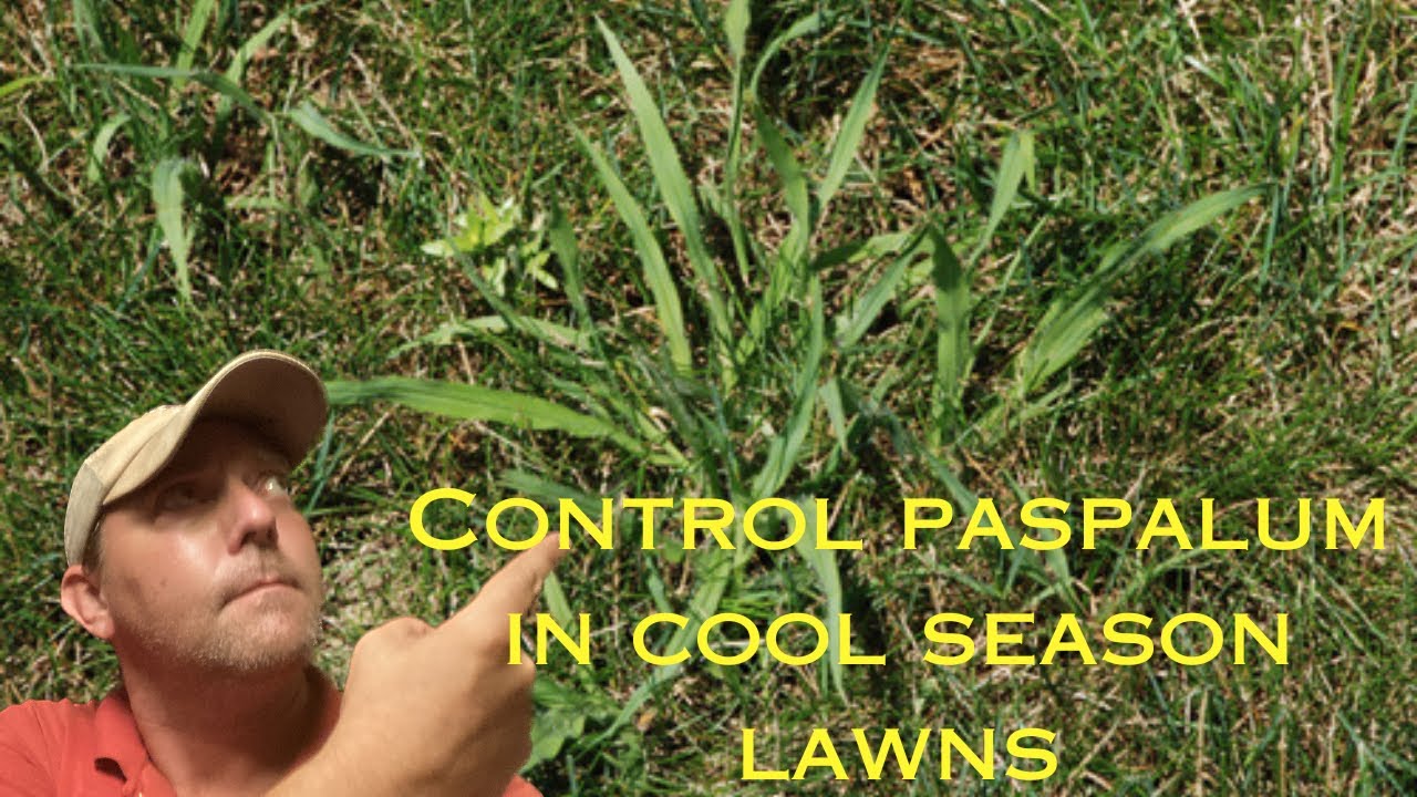 Identify and control paspalum.