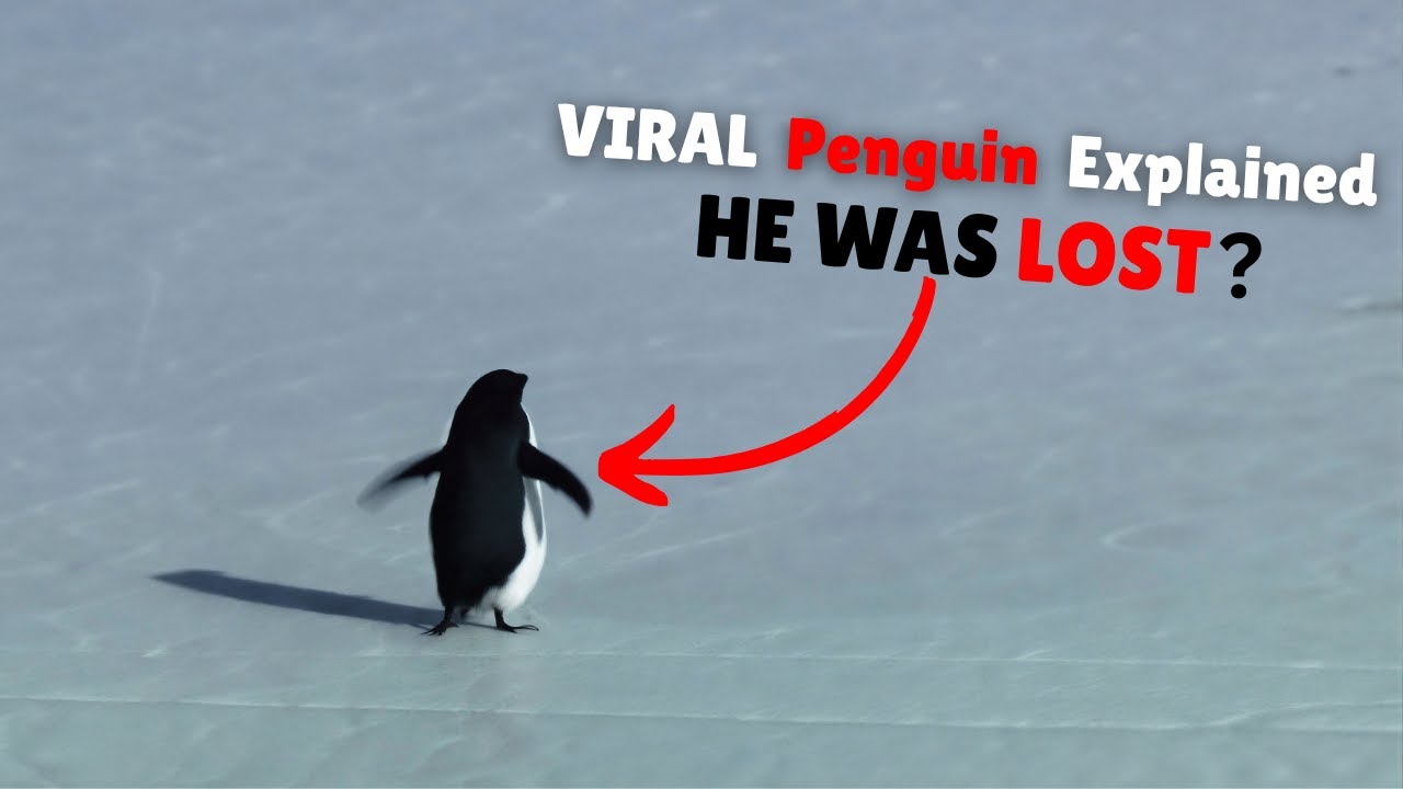 The Viral Penguin Everyone Thinks Is Motivational (It Isn’t)