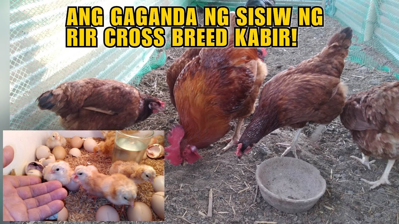 ANG GAGANDA NG SISIW NG RIR CROSS BREED KABIR!
