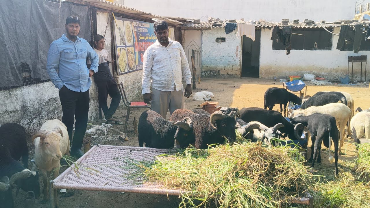 Big horn Rampuri sheep wholesale big lot Khalad Bhai Shaheen Nagar | #8639651004