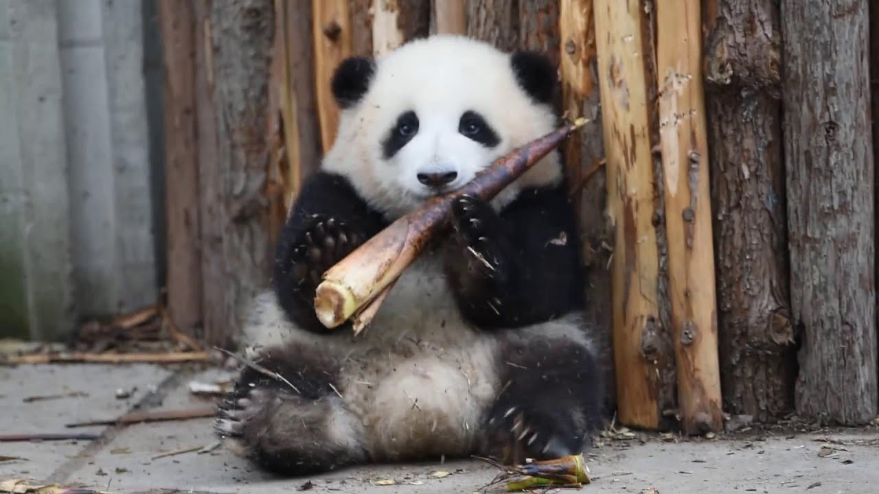 04/12🌸花花第一次学着吃笋笋 HeHua learns to eat bamboo shoots for the first time #PandaHeHua【大熊猫和花】