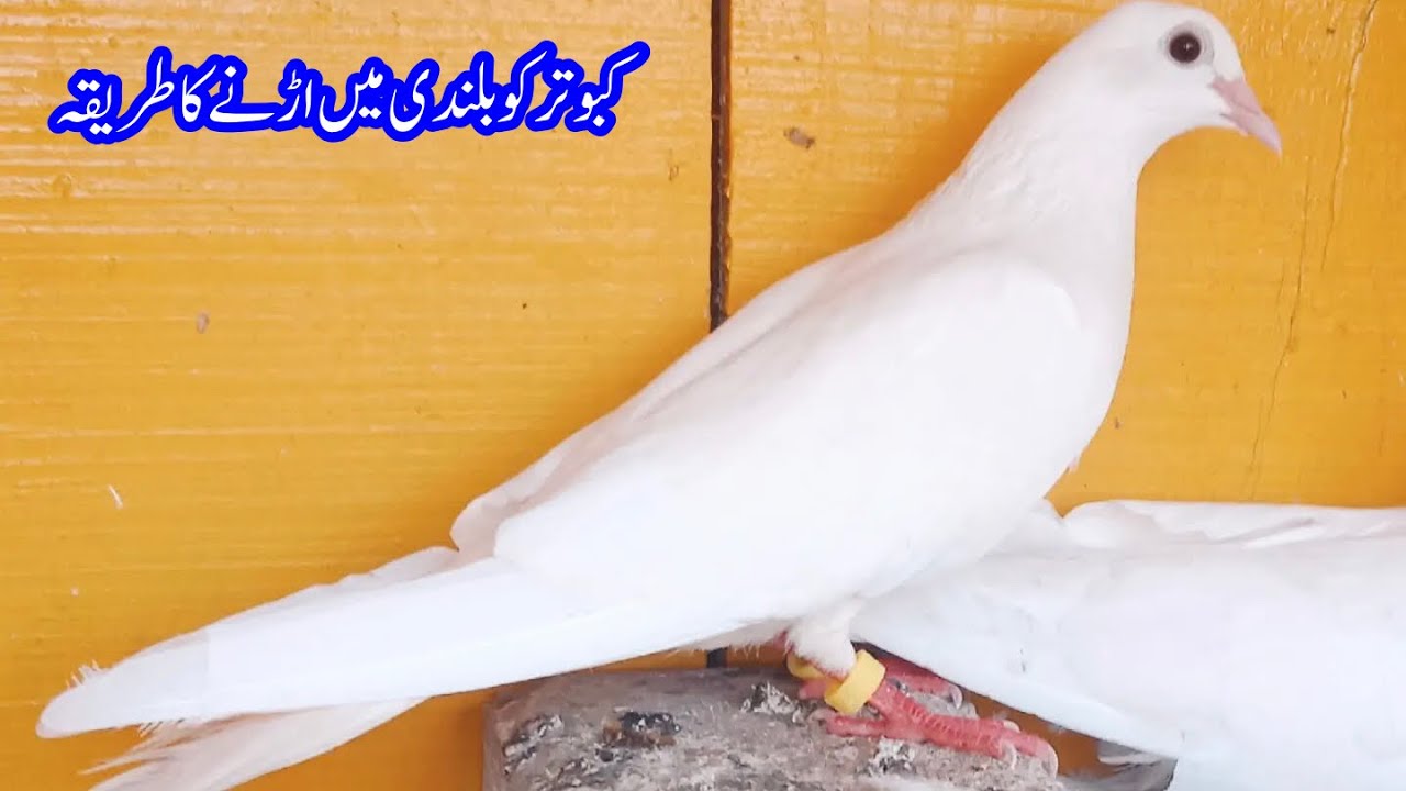 Nechy Udeny Wale Kabootar Ko Band Karny Ka Tarika || Afzaal Pigeons