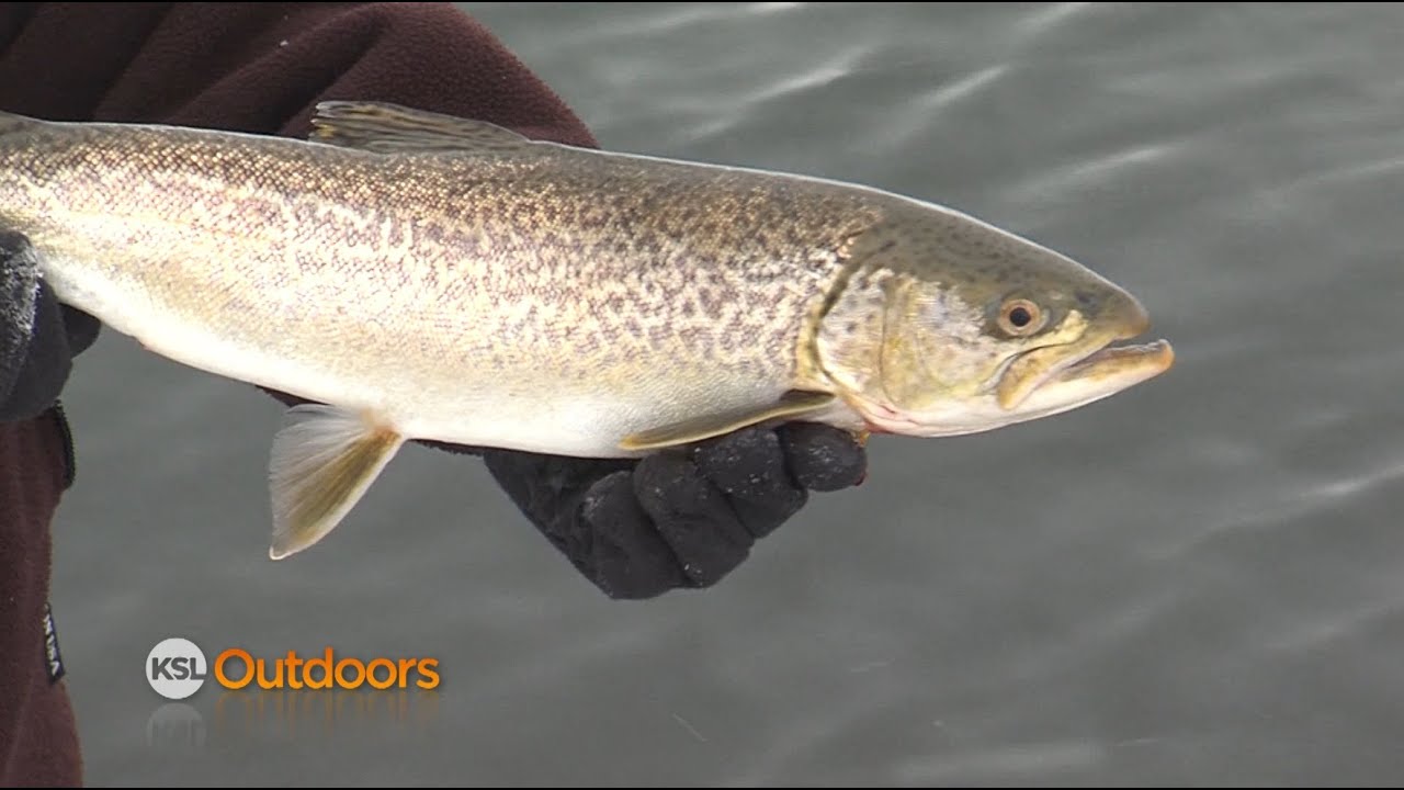Birch Creek Fishing for Rainbows and Tiger Trout