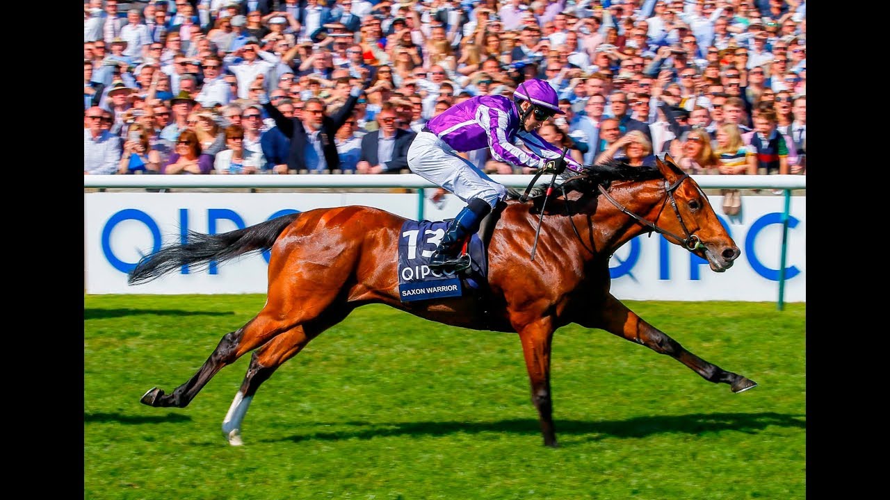 Saxon Warrior - New for 2019!