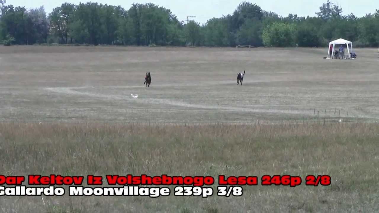 ECC 2012 / Irish Wolfhound / males