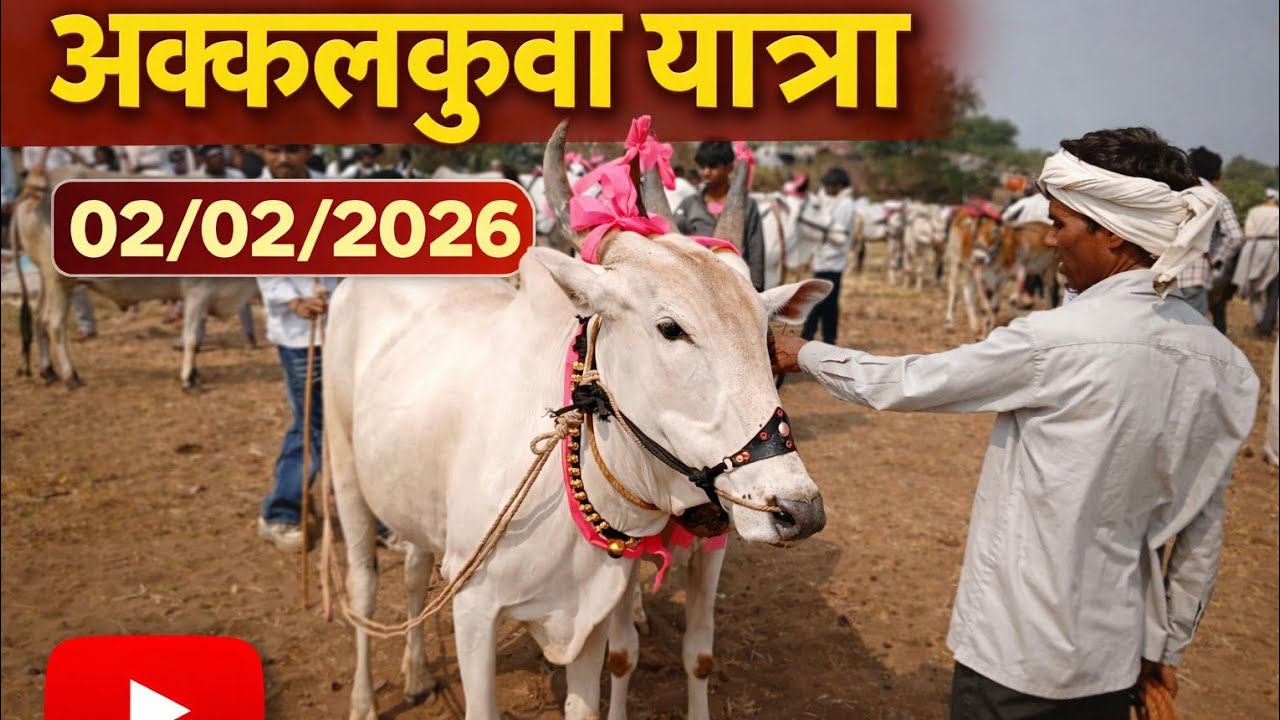 अक्कलकुवा येथील बैल बाजार 