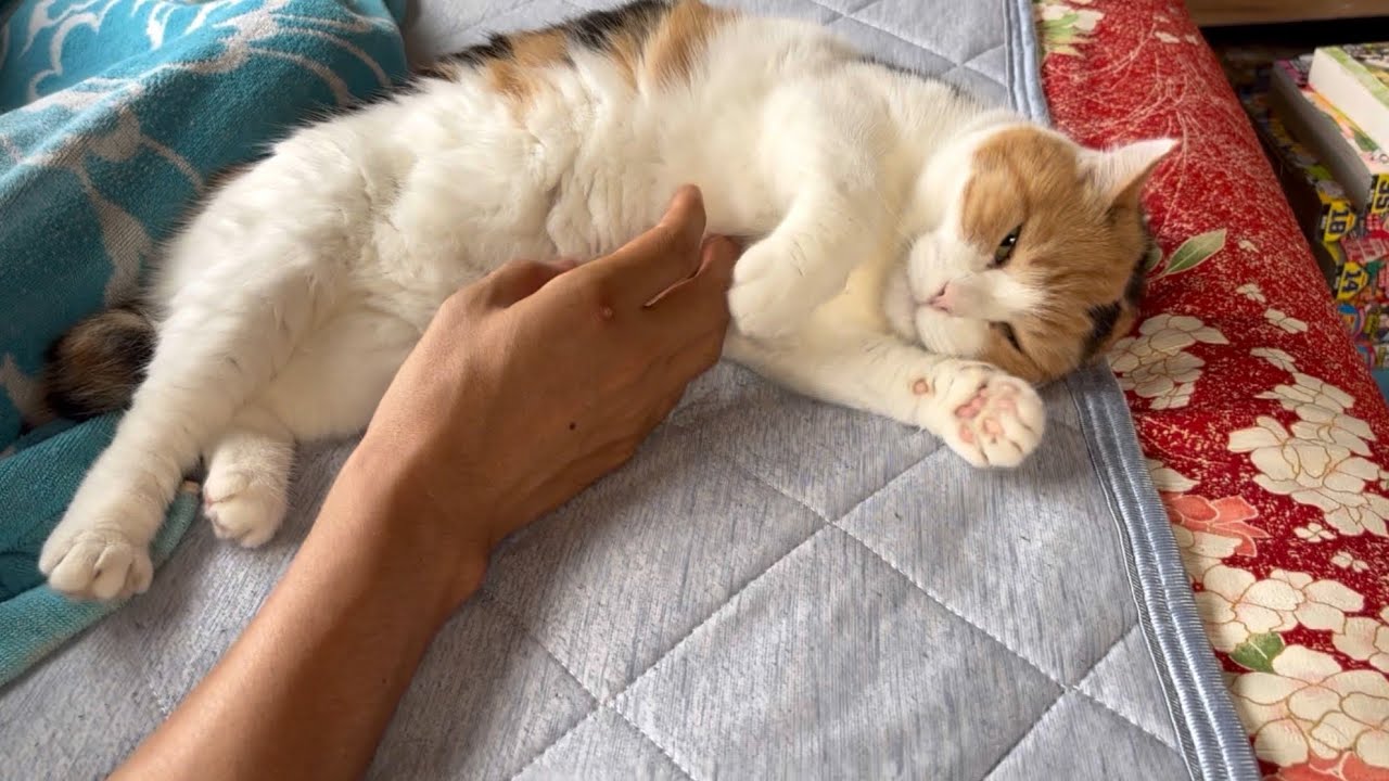 【三毛猫】甘えるために朝から私のベッドに横たわるミケ（2025年8月8日）