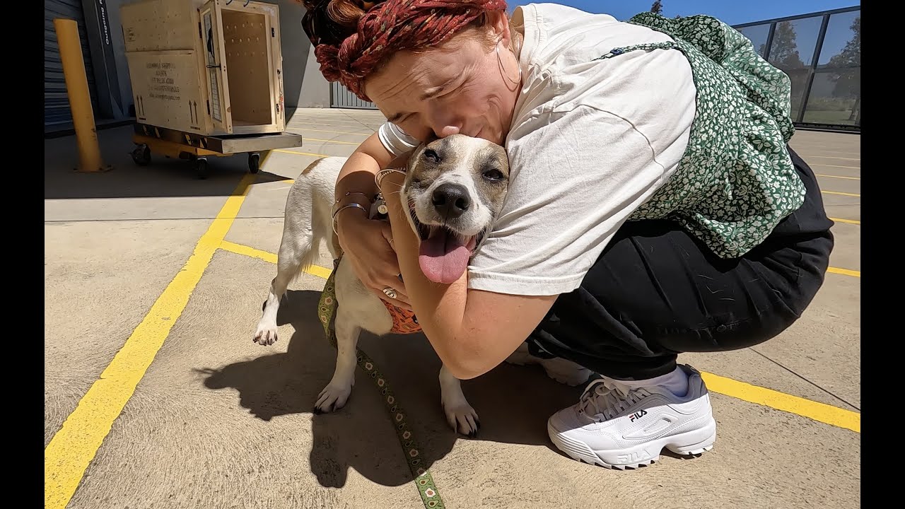 EMOTIONAL! Back with  our Dog from Australian Quarantine!