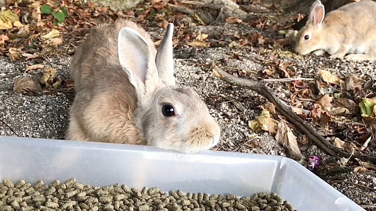 Too cute gesture of a beautiful rabbit