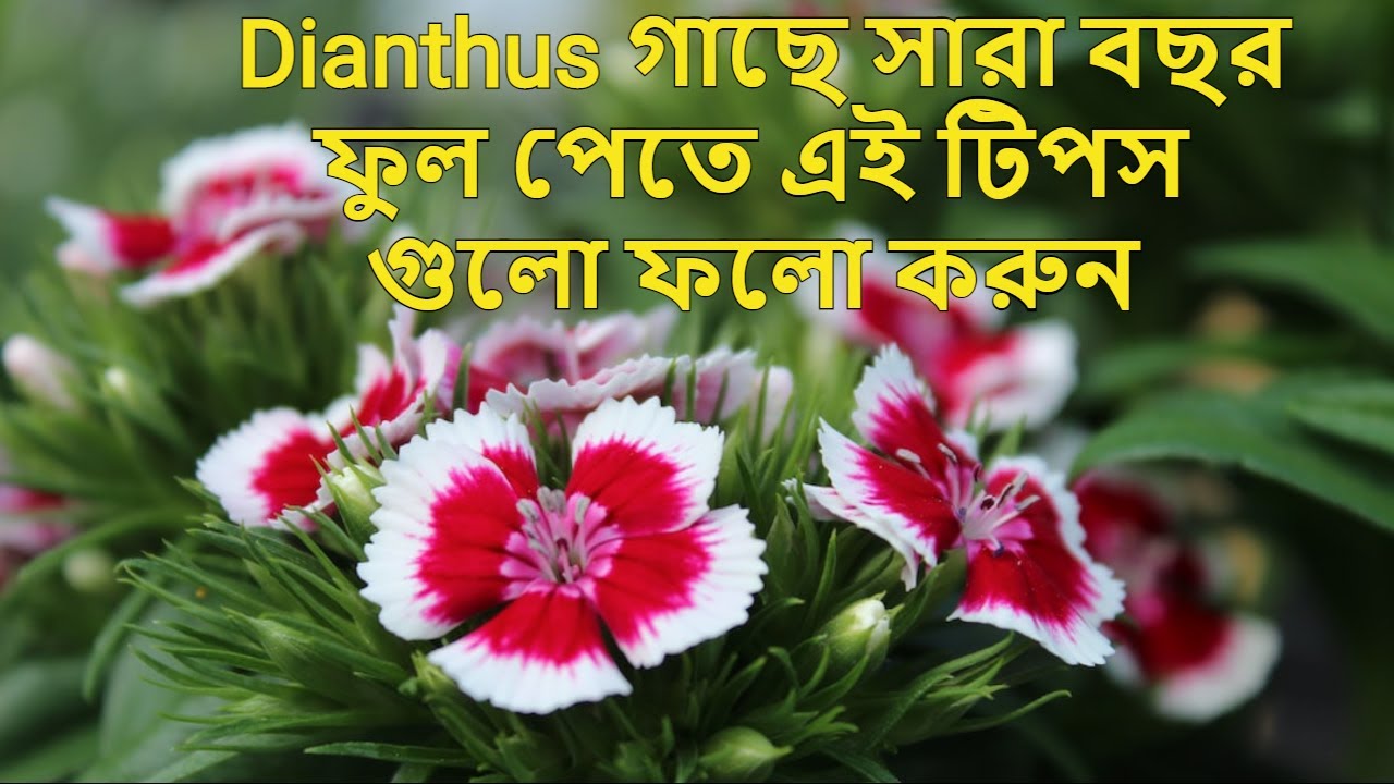 Dianthus গাছে সারা বছর ফুল পেতে এই টিপস গুলো ফলো করুন ।।Dianthus Baby Doll Flower in Summer