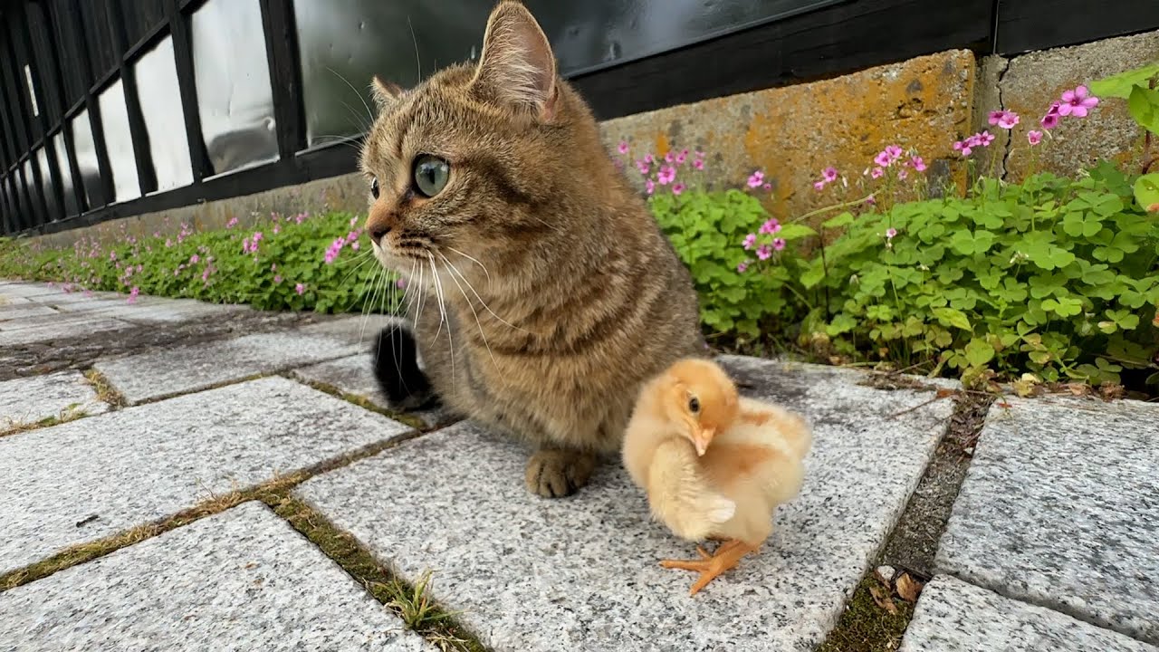 Coco and Lili the cats take a walk in the park with tiny chicks