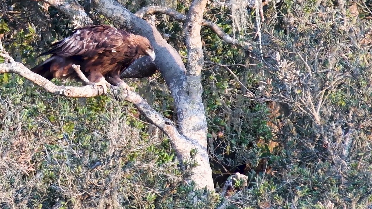 Golden Eagle, Adult