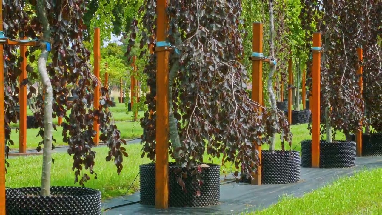 Growing trees with Air-Pot&reg; containers.