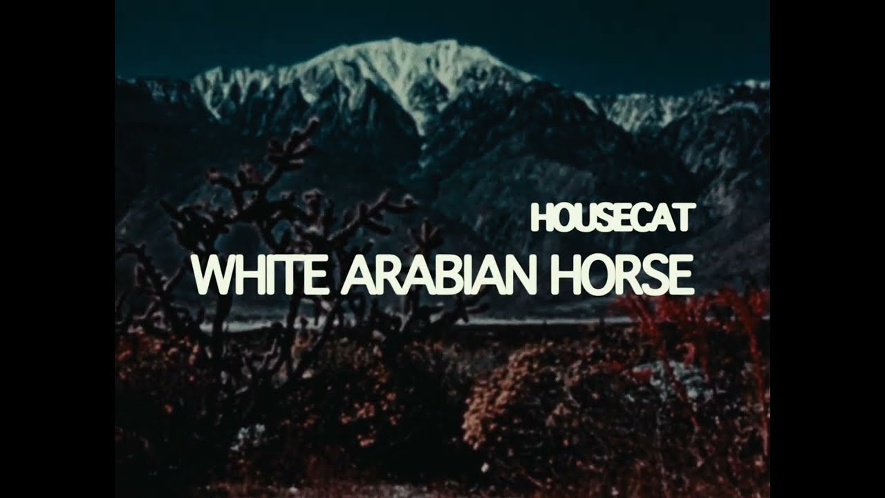 White Arabian Horse