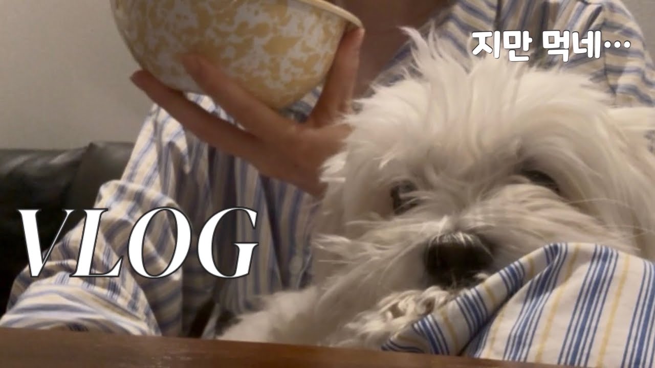 Vlog. 혼자 살아도 심심하지 않은 이유 ep.3 | 반려견과 함께하는 일상🫶🏻 혼밥🍚 혼술🍻 직장인 브이로그👀 싱글라이프 