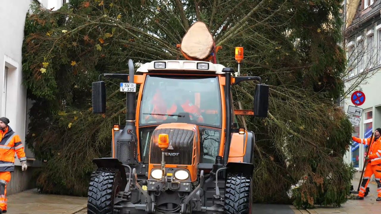 Oh Tannenbaum! Der Weihnachtsbaum vom Garten bis zum Marktplatz 2024